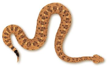 Sidewinder – Crotalus cerastes