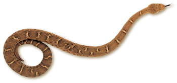 Ridgenose Rattlesnake – Crotalus willardi