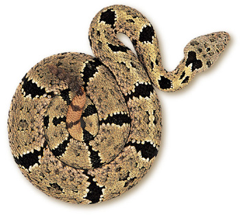 Banded Rock Rattlesnake – Crotalus lepidus klauberi