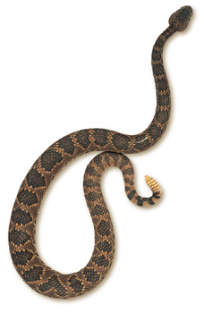 Mojave Rattlesnake – Crotalus scutulatus