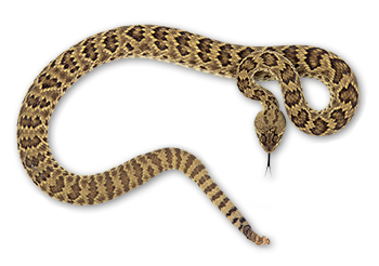 Mojave Rattlesnake – Crotalus scutulatus