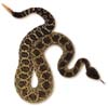 Southern Pacific Rattlesnake